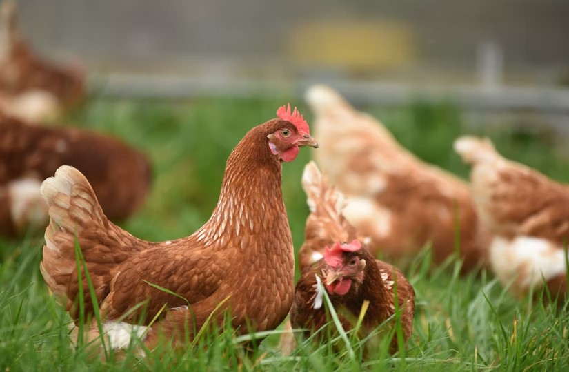 Modal bisnis ayam kampung dan perhitungan keuntungannya