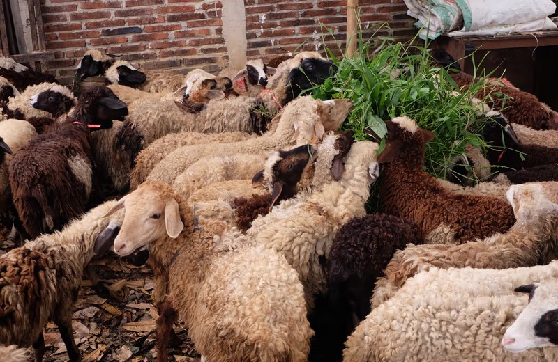 Modal dan analisa usaha ternak kambing tanpa ngarit dan dengan ngarit